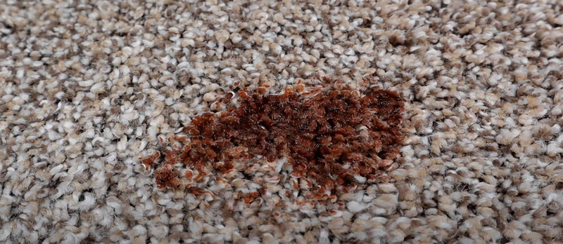 So entfernen Sie Haarfärbemittel vom Teppich?