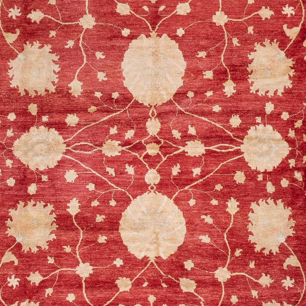 Dywan Zieglera - 521 x 400 cm - beżowy