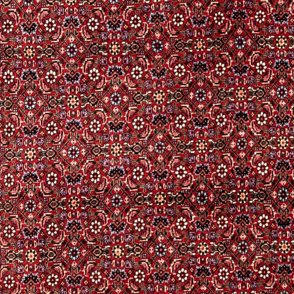 Perski dywan - Bijar - Royal - 331 x 254 cm - czerwony