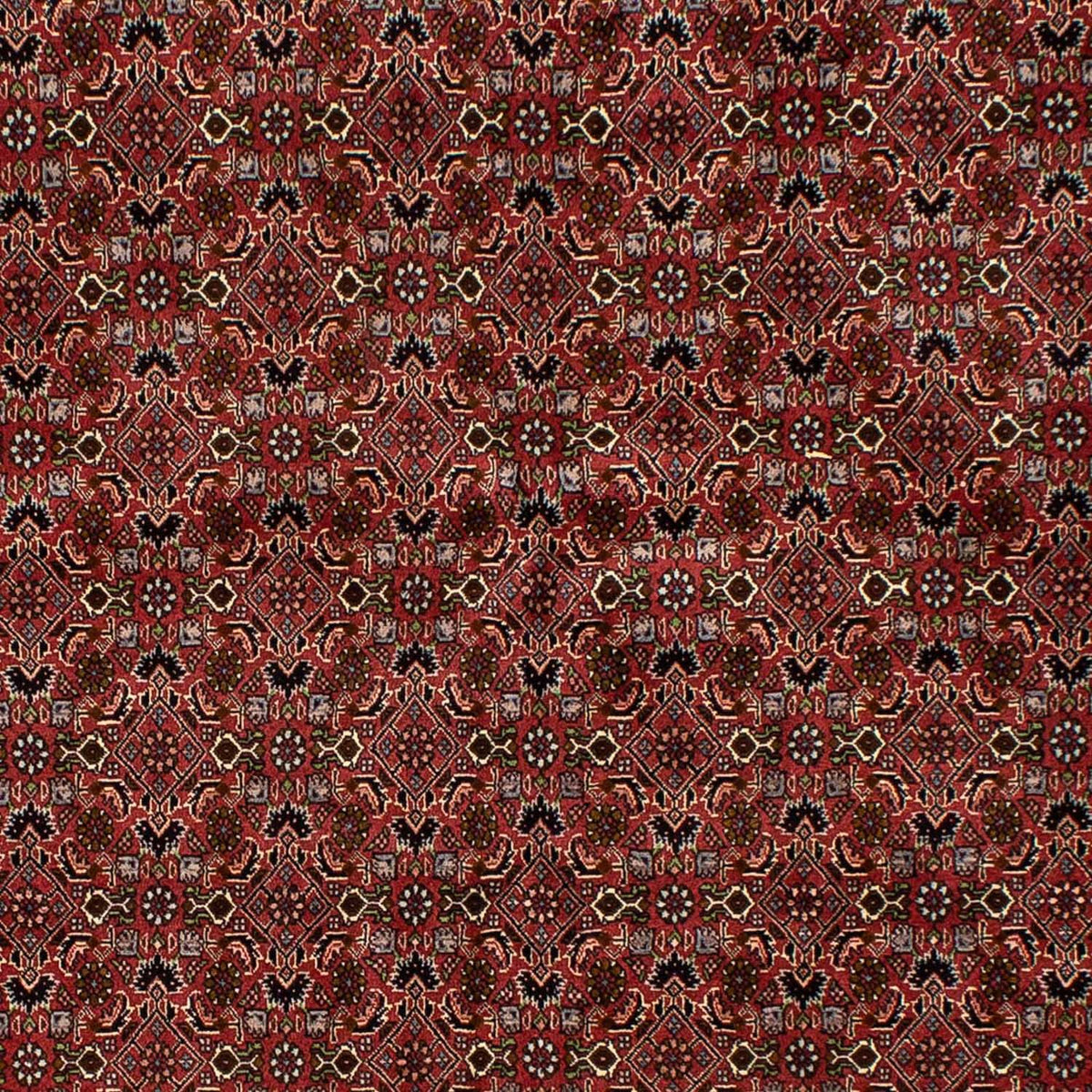 Dywan perski - Bijar - 245 x 177 cm - ciemna czerwień