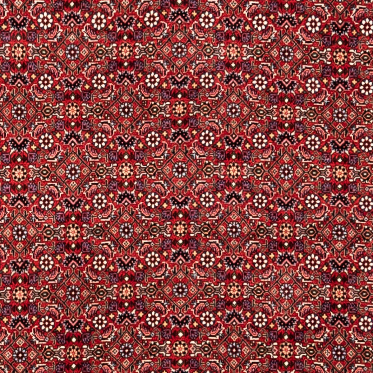 Perski dywan - Bijar - Royal - 340 x 252 cm - czerwony