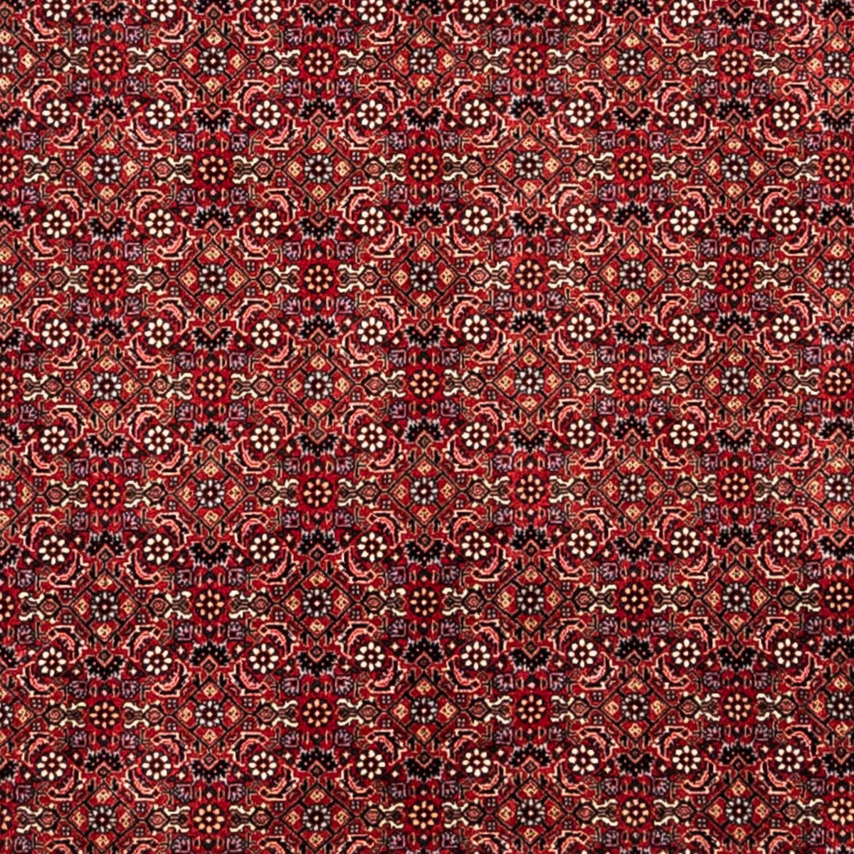 Perski dywan - Bijar - Royal - 350 x 252 cm - czerwony