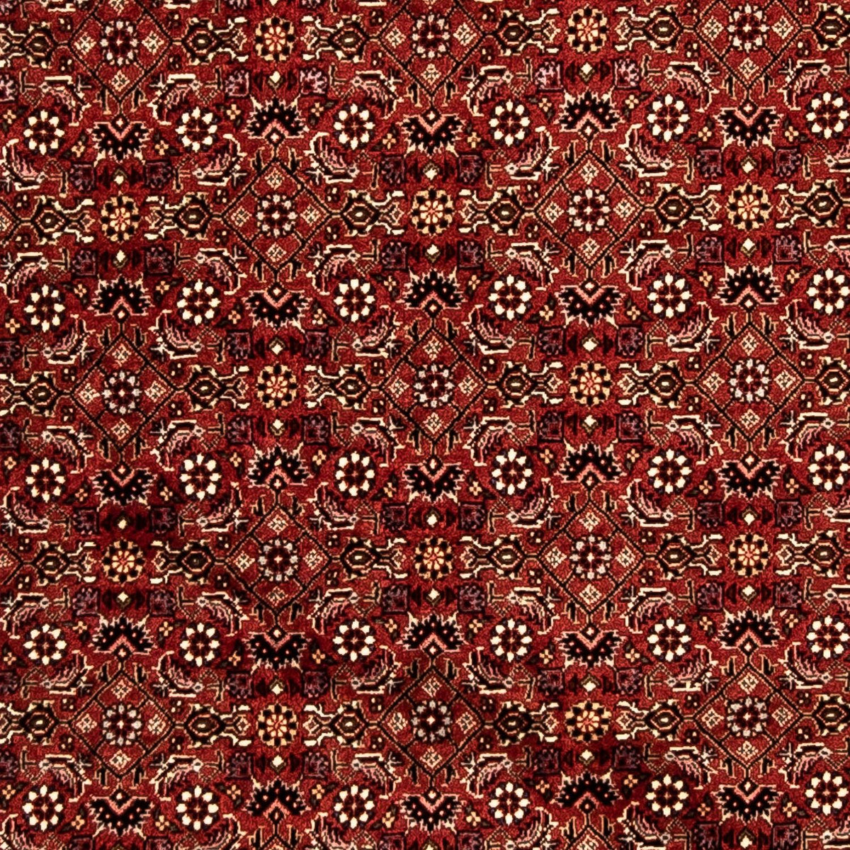 Biegacz Dywan perski - Bijar - 288 x 85 cm - wielokolorowy