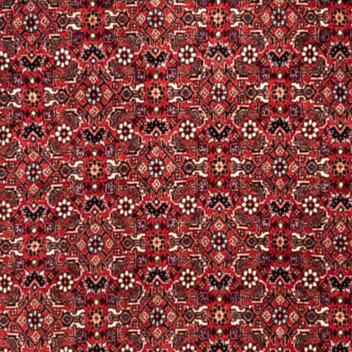 Perski dywan - Bijar - Royal - 345 x 253 cm - czerwony