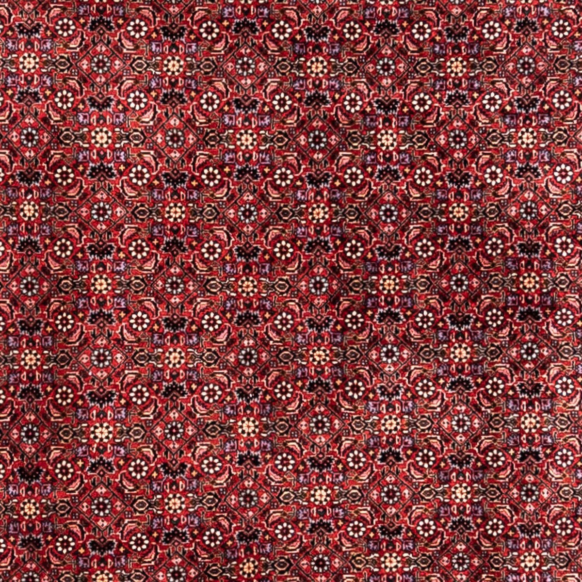 Perski dywan - Bijar - Royal - 338 x 250 cm - czerwony