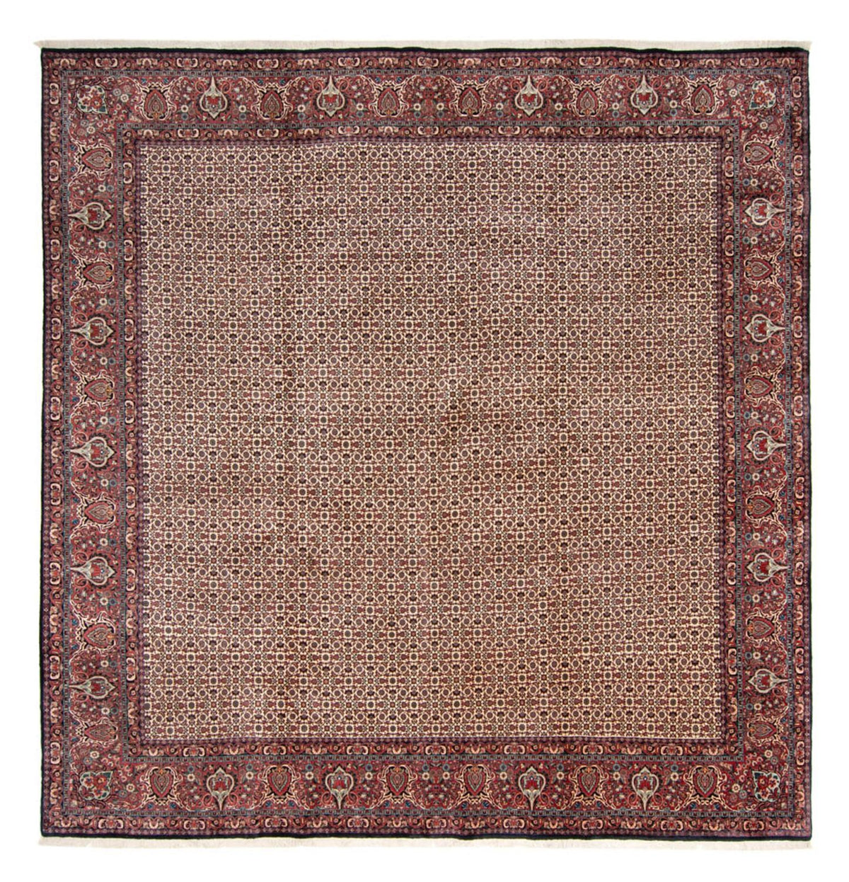 Perski dywan - Bijar - Royal kwadratowy  - 366 x 348 cm - beżowy
